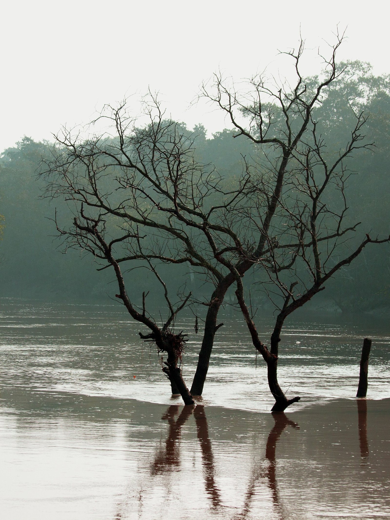 Bhitarkanika photograph