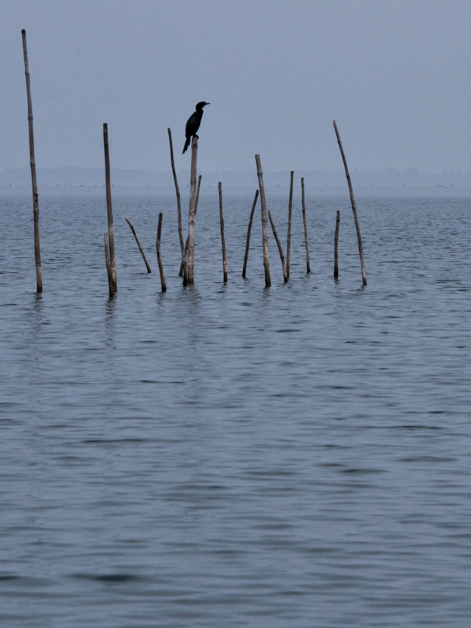 Puri Konark Chilika photograph