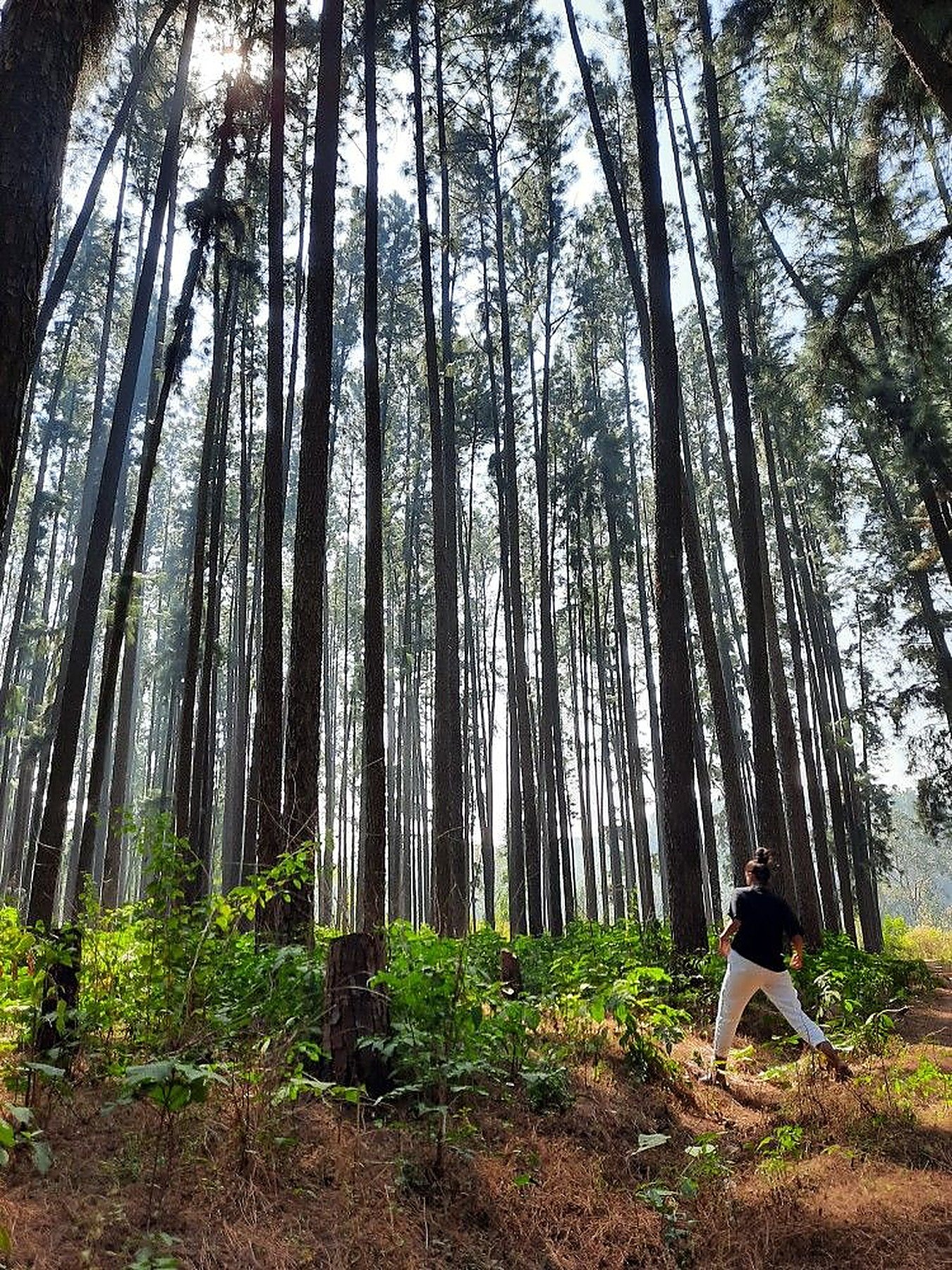 Daringbadi