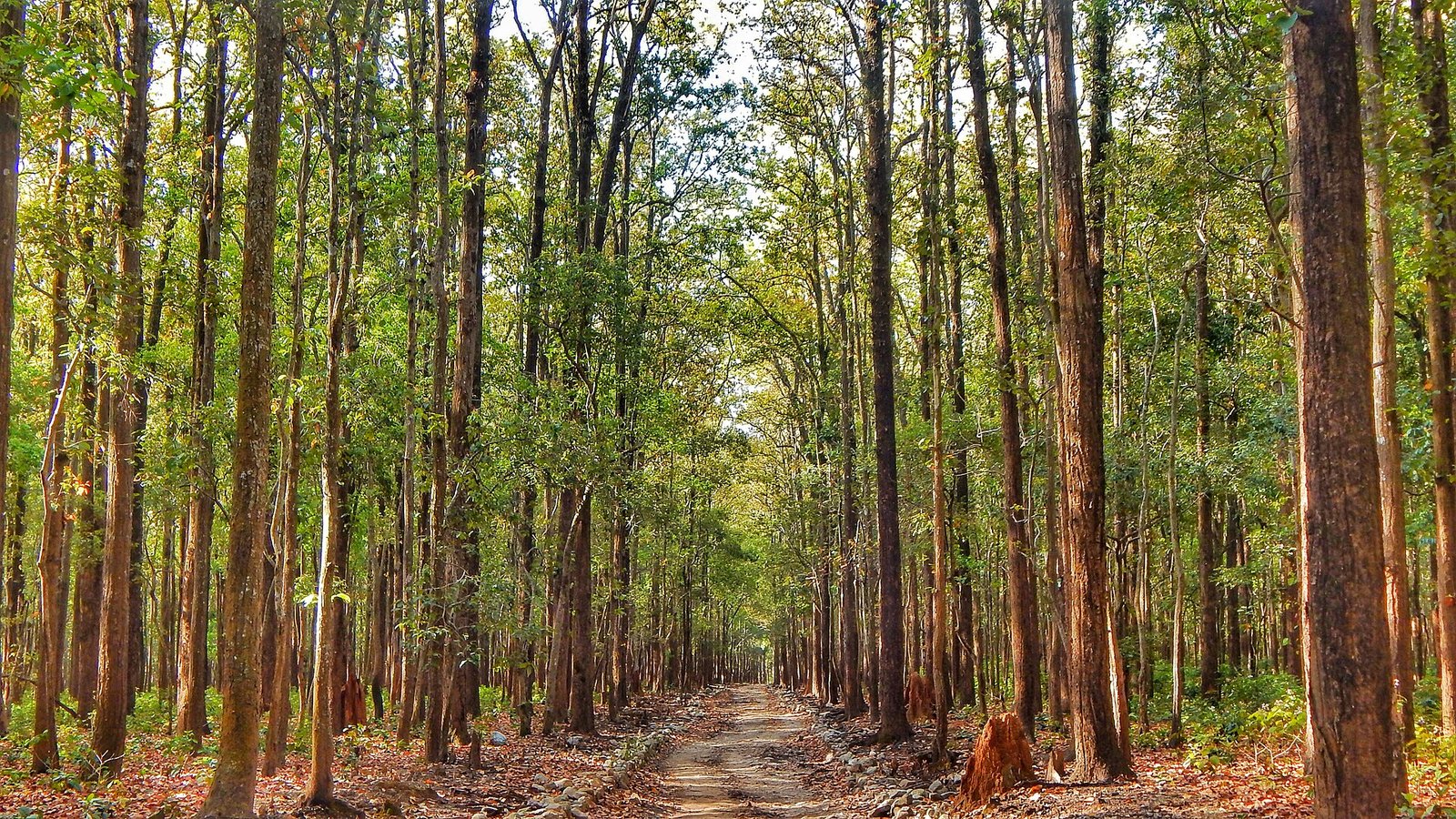 Jim Corbett photograph