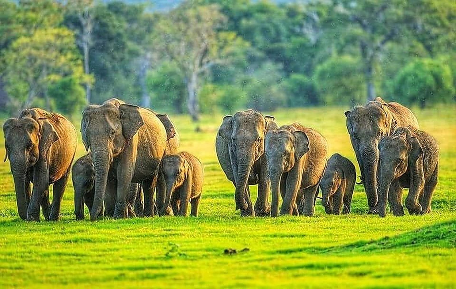 Sri Lanka