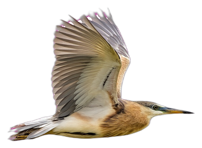 Decorative bird illustration