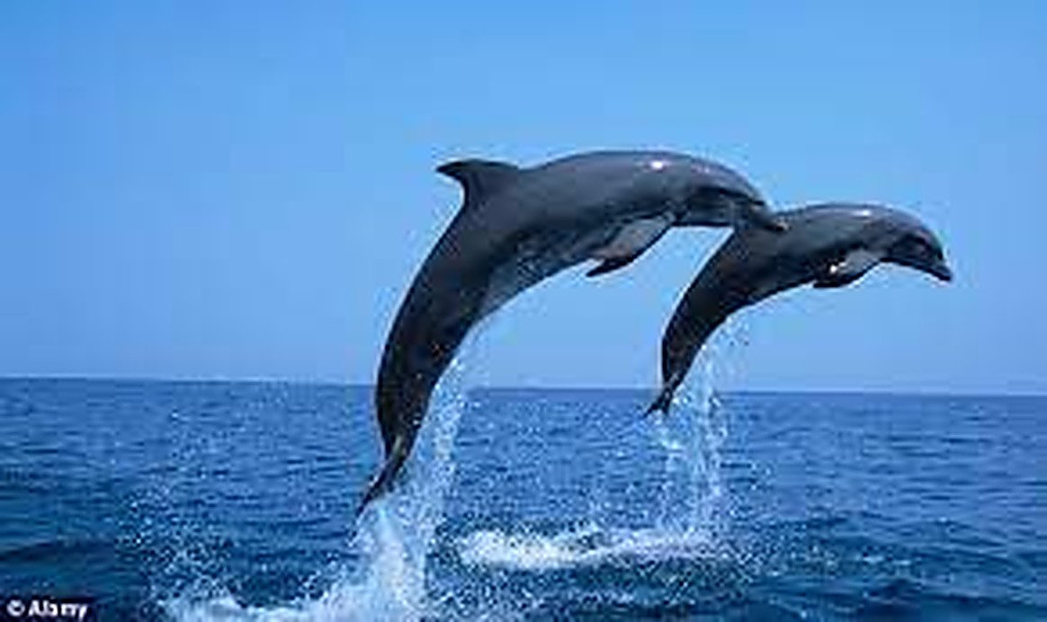 Chilika photograph