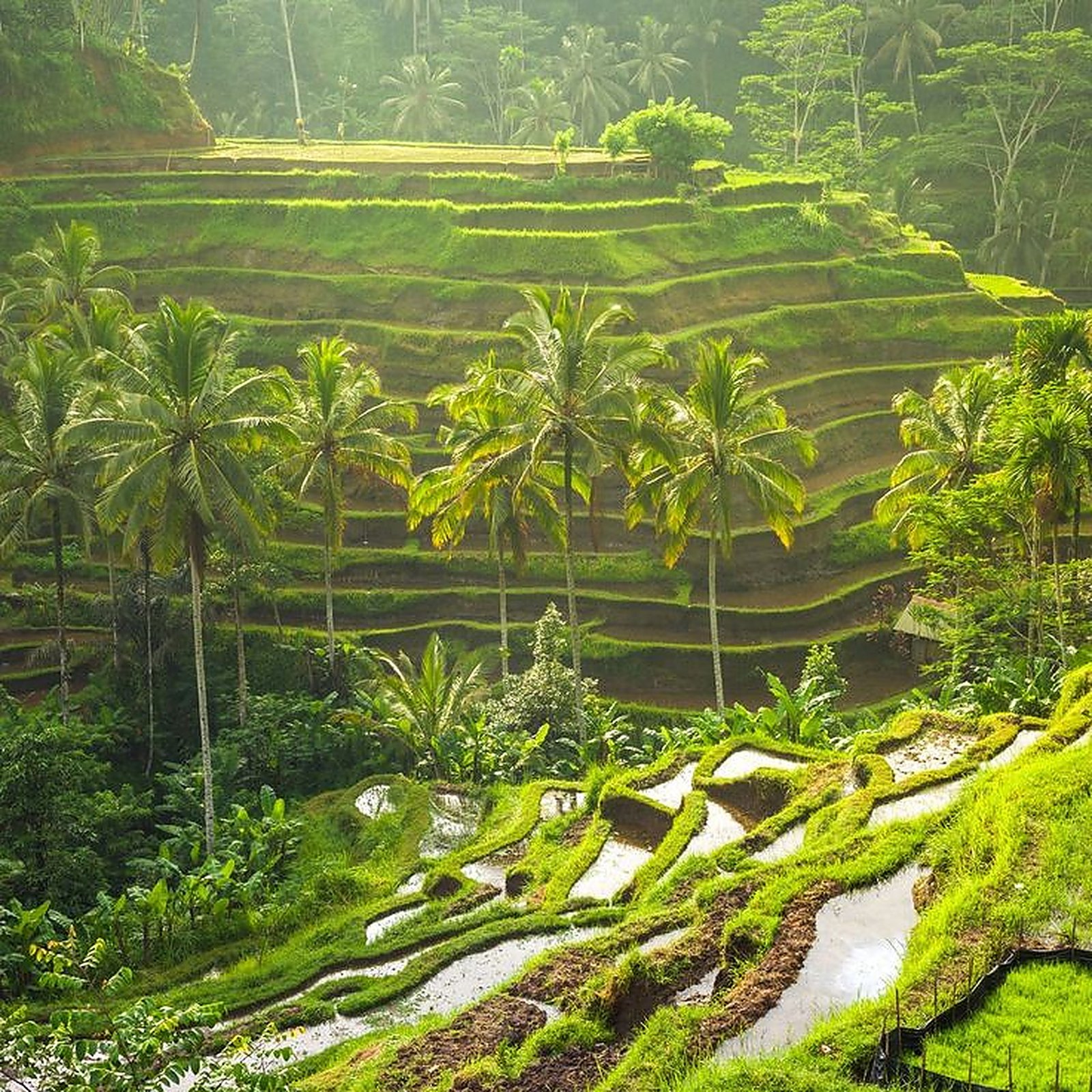 Bali Honeymoon photograph