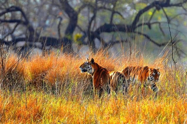 Simlipal National Park Odisha